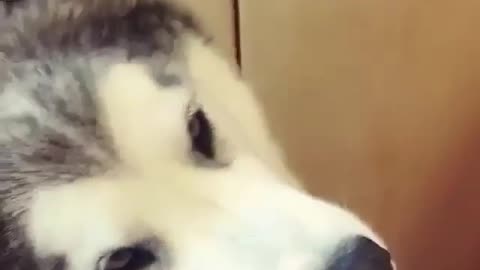 funny dog with food