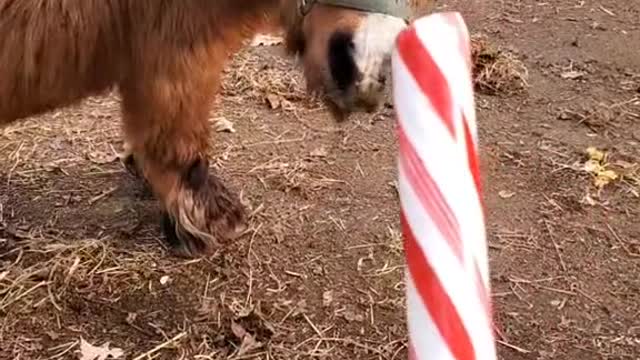 fyp#Christmas#foryou#peppermint#pokey