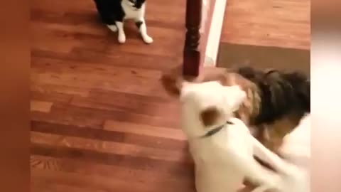 Cats and dogs don't always get along