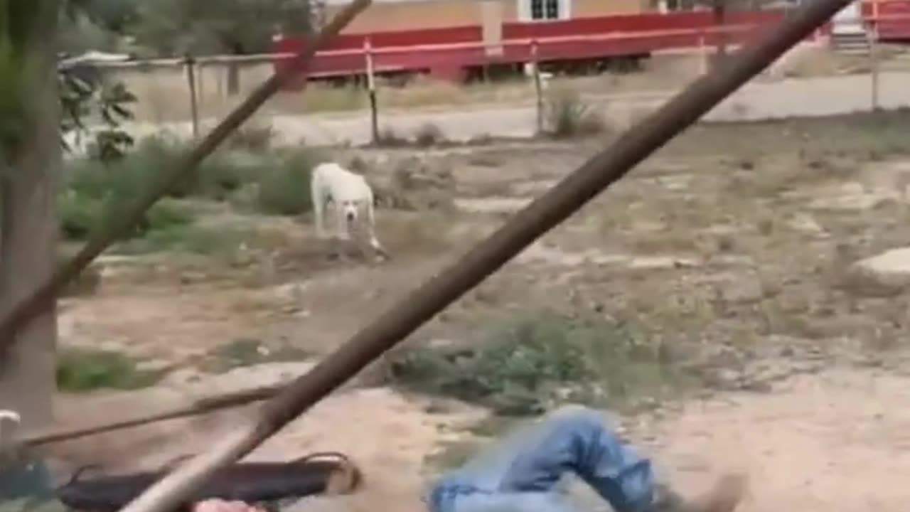 Funny Videos Of The Year