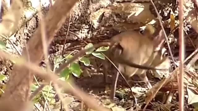 Elephant Shrew walking