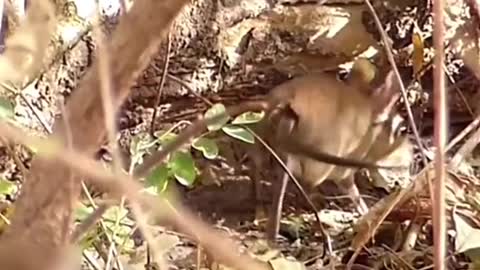 Elephant Shrew walking