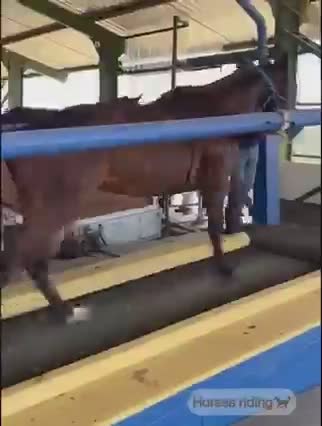 Horse_traning ground