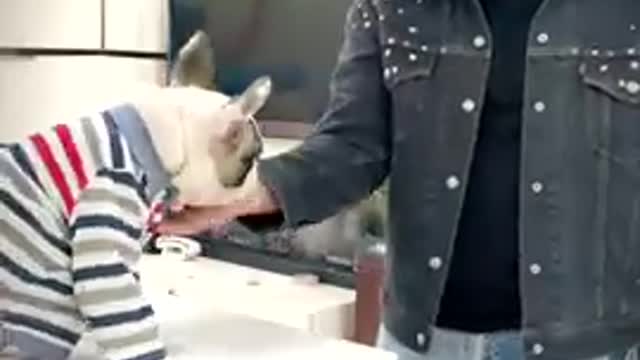 Funny dog