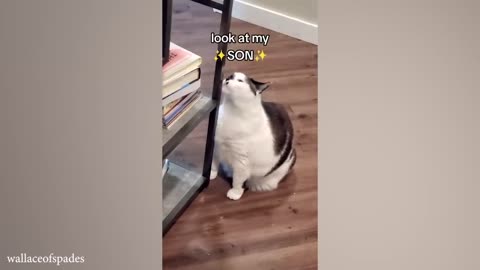 CATS you will remember and LAUGH all day!