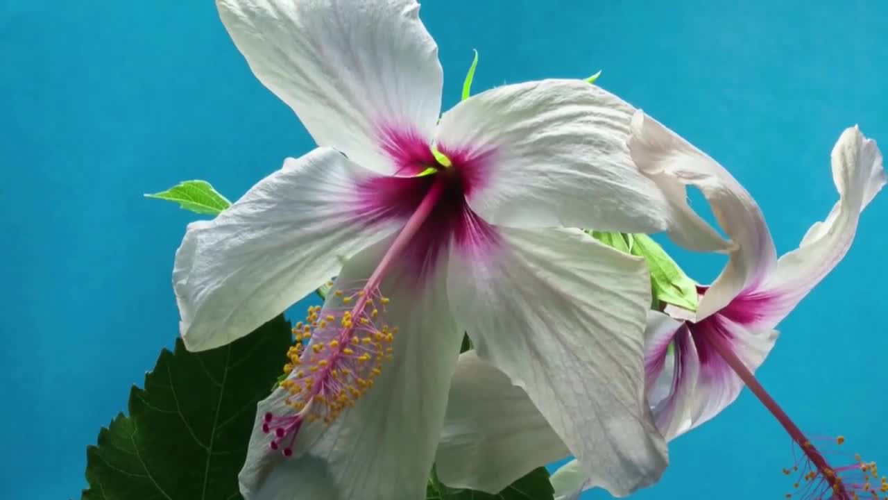 Hibiscus Flower