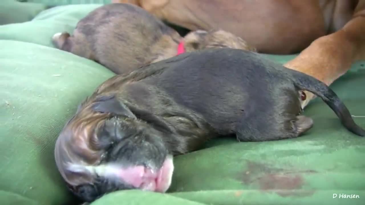 Dog Has Amazing Birth1!!!!