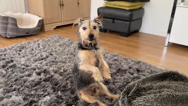 Dog sits just like a meerkat in order to watch TV