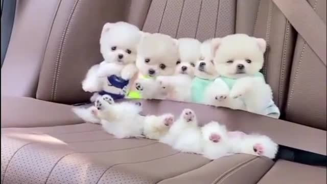 Five Cute Dog 😍 China dog