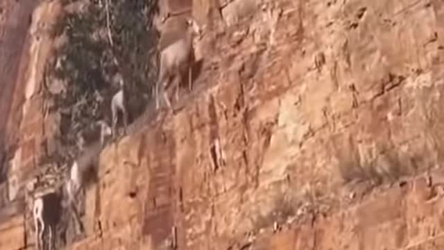 Deer are close to death