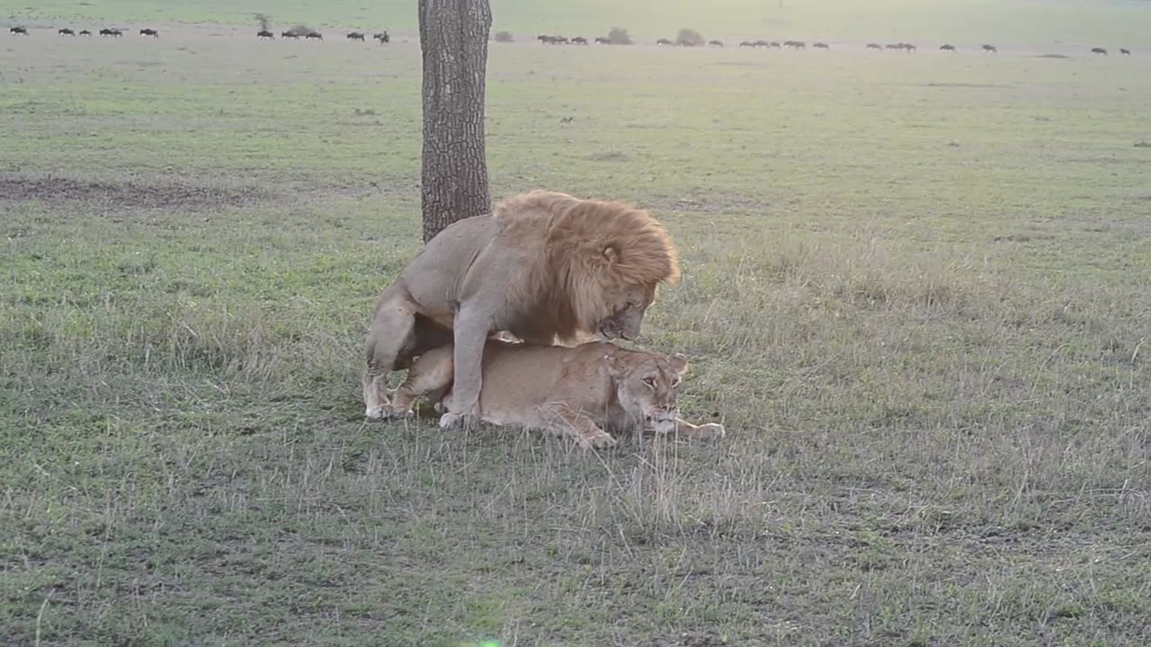 Lions mating.