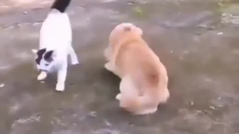 A mother's cat violent fight for her children