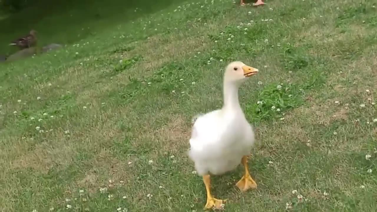 Animals Reunited With Their Owners After Years!