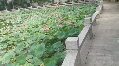 The lotus flowers in this pond are growing to the shore