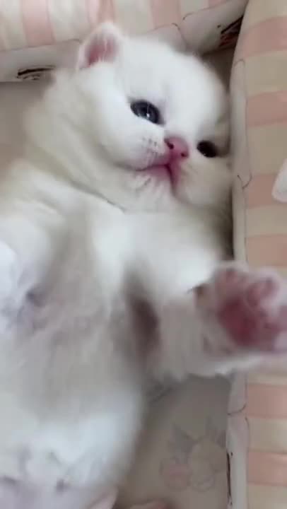 This is the cutest video you'll see today