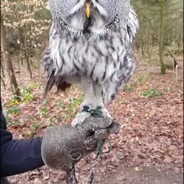 Owl singing and dancing.