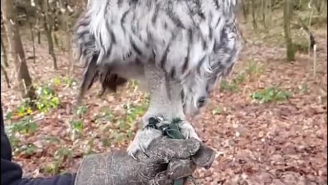 Owl singing and dancing.