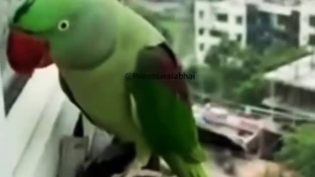 speaking parrot