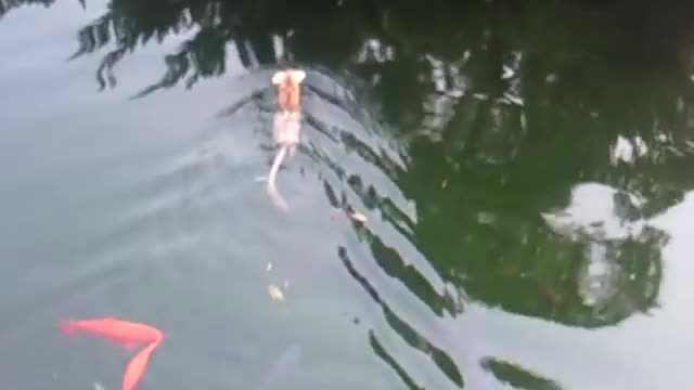 Wild rats steal fish food and swim away