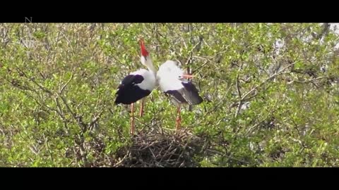 mooie natuur video