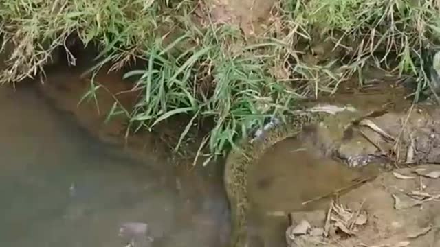 How did this big electric eel run away when it was about to be picked up