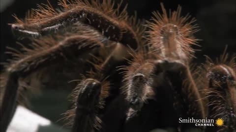 biggest spider in the world