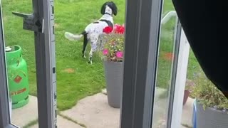 Dog is not impressed with hoomans on the roof