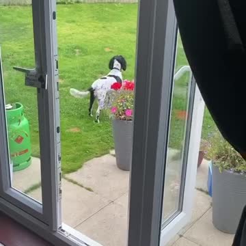 Dog is not impressed with hoomans on the roof