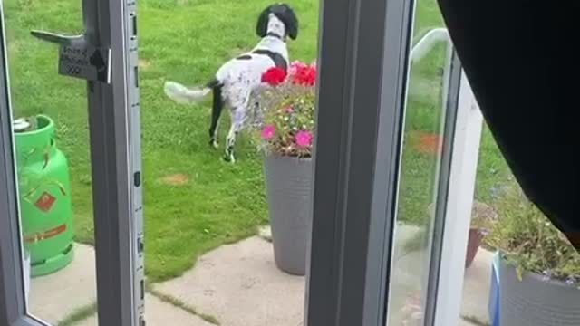 Dog is not impressed with hoomans on the roof