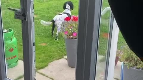 Dog is not impressed with hoomans on the roof