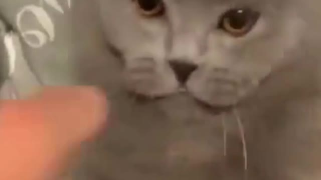 Amazing & Funny Cat and Dog - Try Not To Laugh