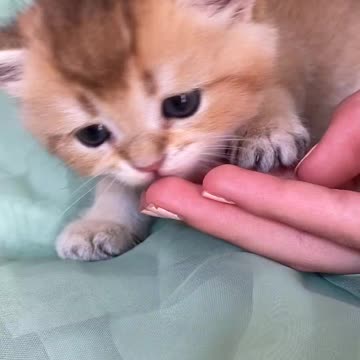 A footage of a kitten