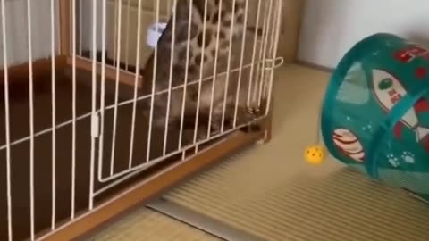 Funny 😂 Animal Videos Of The Day 0054! #fyp #memes #memedaily #dankmemes