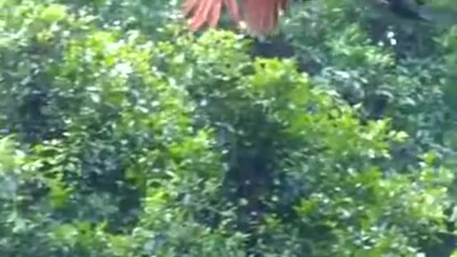 Funy video in Beauty Of The Worls (Beautiful Flying Peacock)