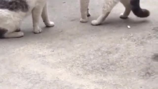 Funny Animal 😂 - Funniest Cats And Dogs Video 😺😍