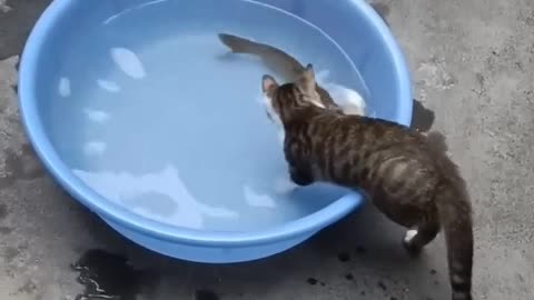 Kitten's round eyes look piercing