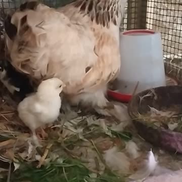 Ilsa and her children ;-)