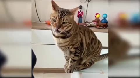 Funny cat