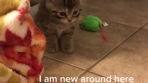 Cute Kitten cry