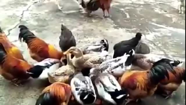 Fight Between Dog VS Chicken