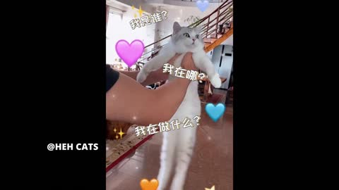 OMG So cute Cat's Best Funny Cat videos funny cat 🐈