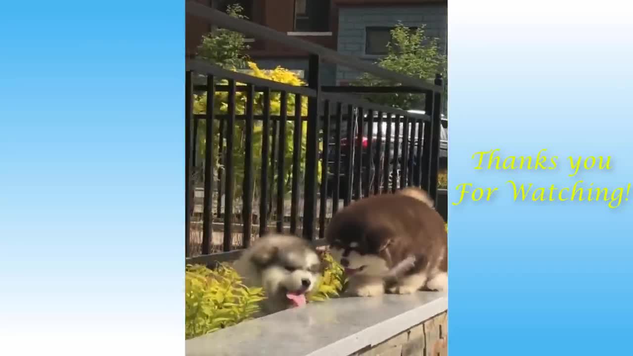 Cute And Funny Animals Compilation 2020