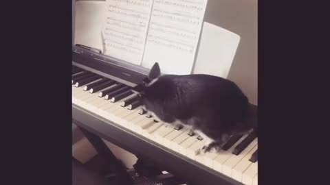 Black rabbit on piano