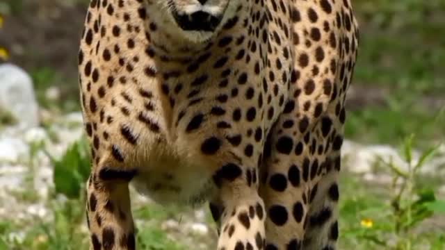 Lion video, big cat animals video cute animals