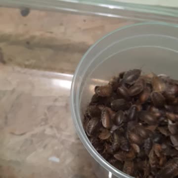 Medium Dubia Roach Small Sorting