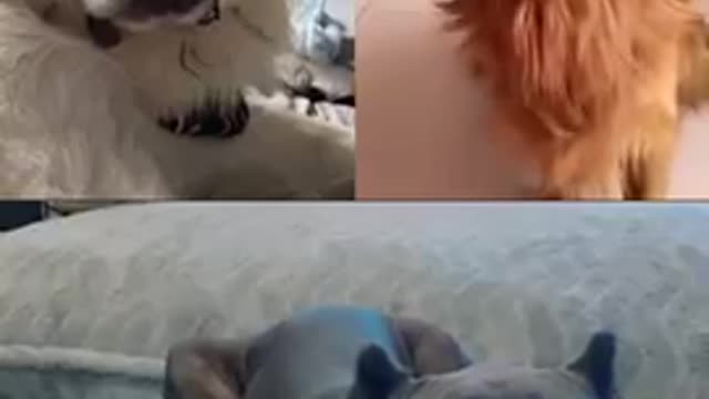 funny animal videos