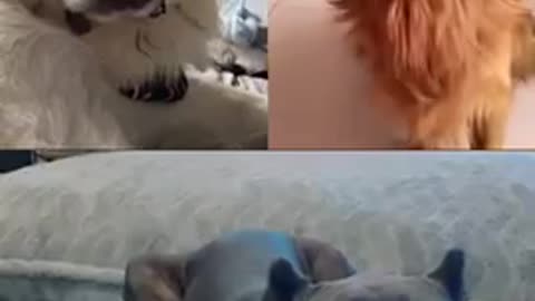 funny animal videos