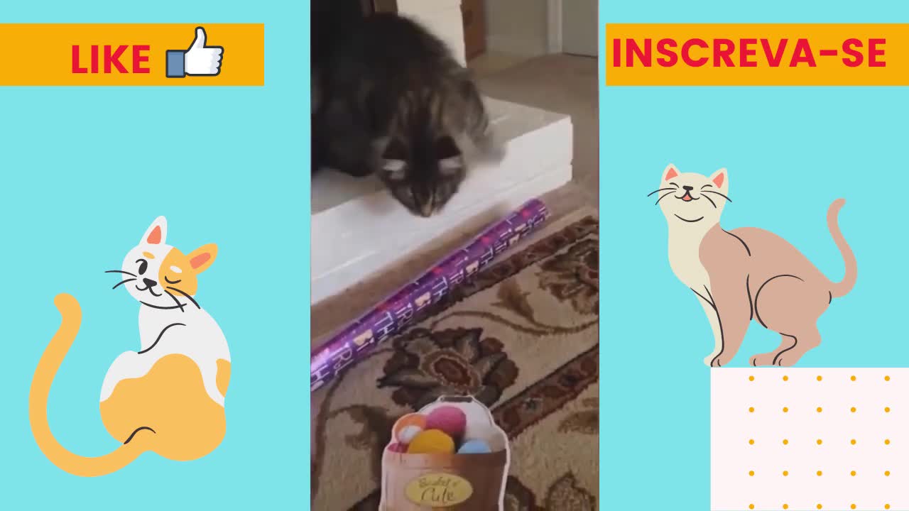 CUTE AND FUNNY CATS