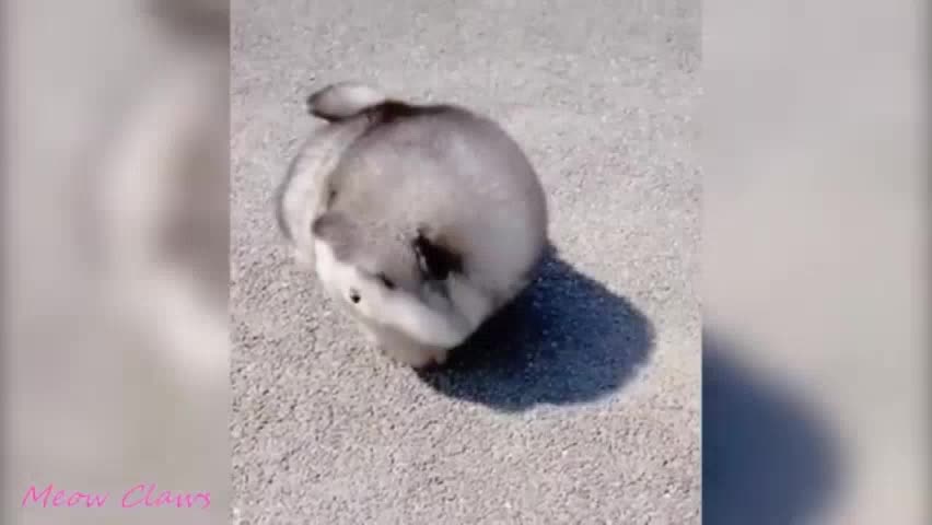 Last stage of cuteness
