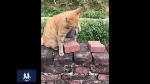 Amazing cute animals fight cat and Bird #2